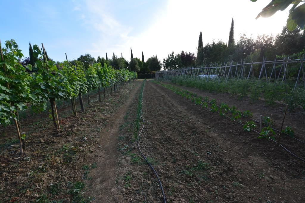 Agriturismo Dolce Verde Castiglione del Lago Zewnętrze zdjęcie